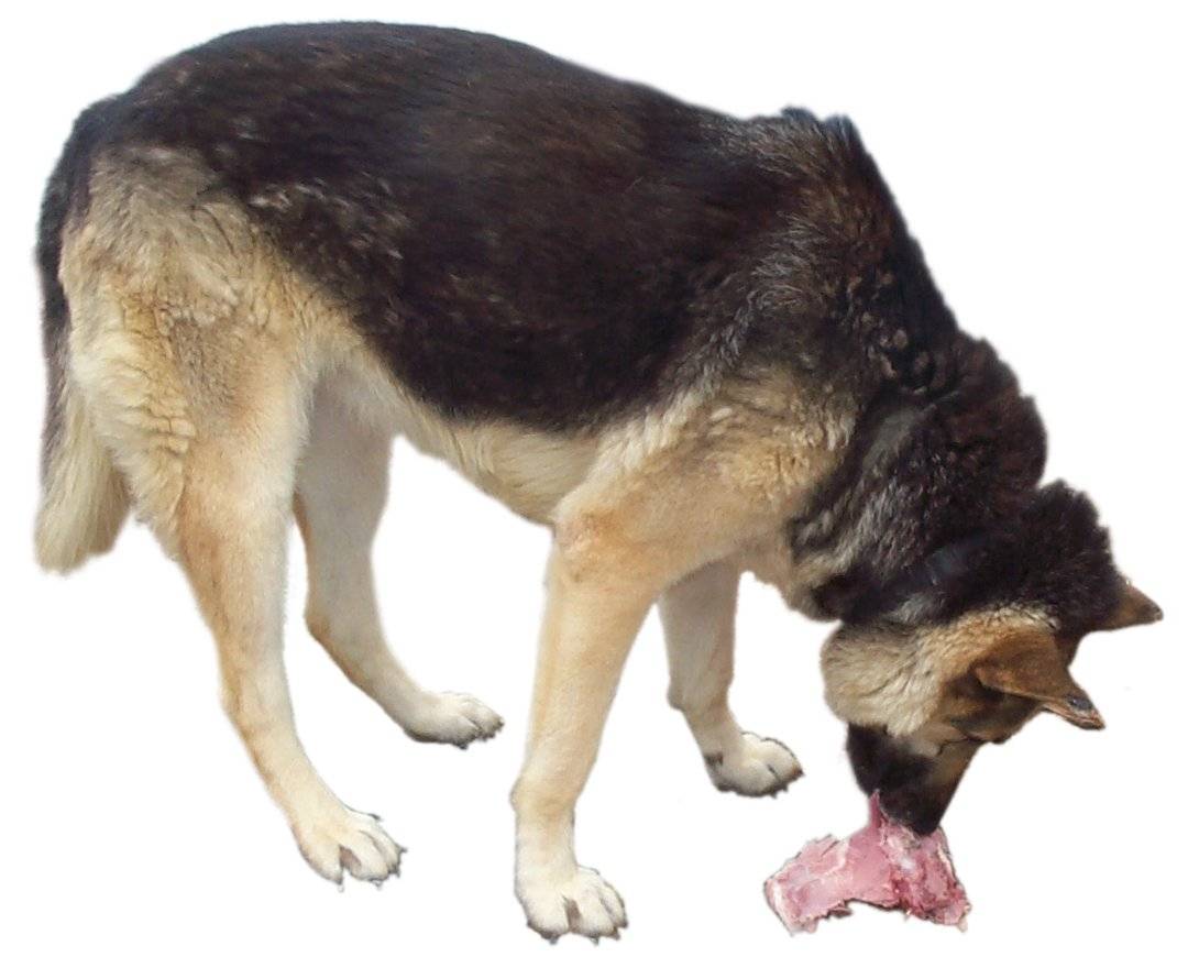 Dog eating.jpg